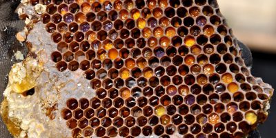 rodzaje miodu, gatunki miodu, miodarki sklep, sklep z miodarkami, miodarka ze stołem, miodarka z sitem, miodarka z odstajnikiem, miodarka na bazie stołu