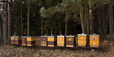 założenie pasieki miodu, miodarka na bazie stołu, miodarka minima, miodarka optima, miodarka classic, miodarka premium, lokalizacja pasieki miodu, doświadczenie pszczelarza